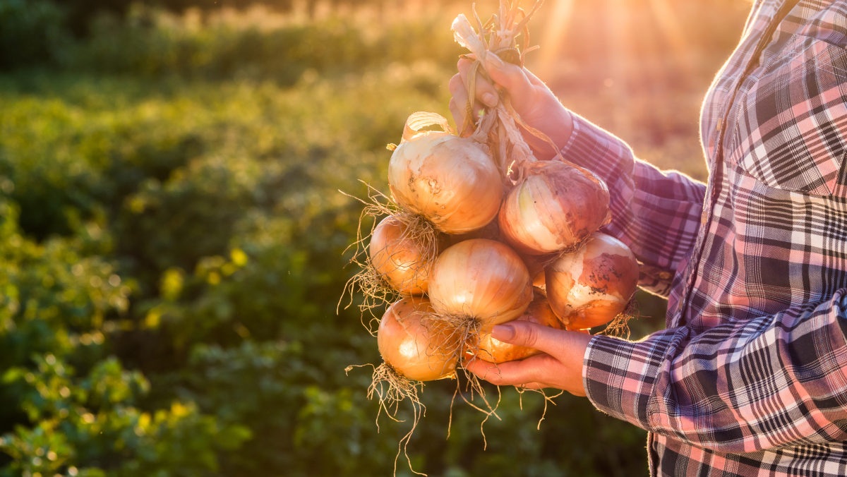 Farmer,Holds,A,Braid,Of,Ripe,Onion