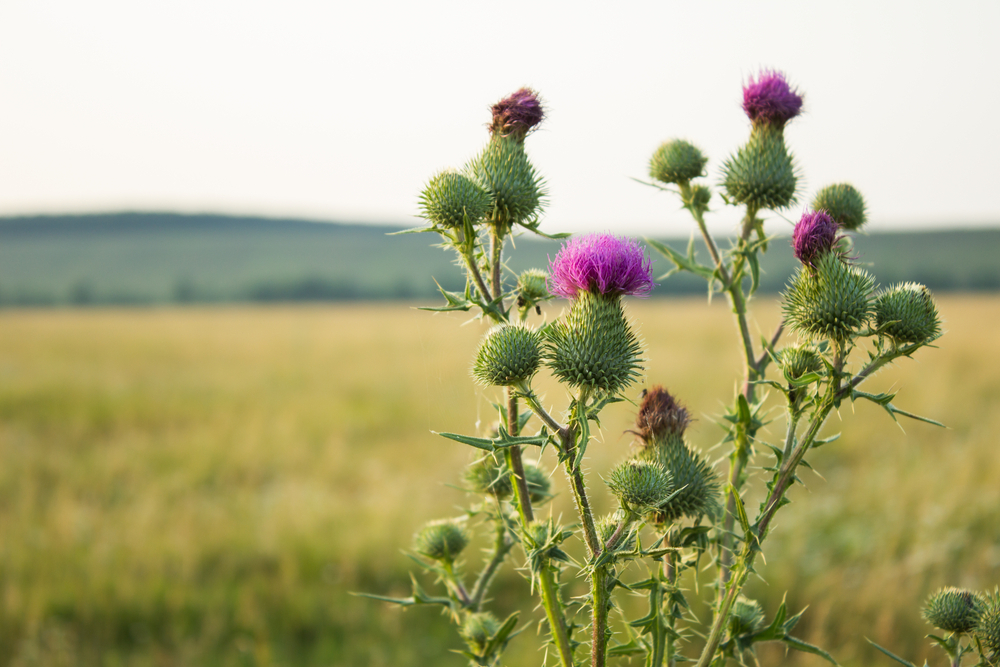 Milk,Thistle,Plant,Herbal,Remedy.,Thistle,,Blessed,Milk,
