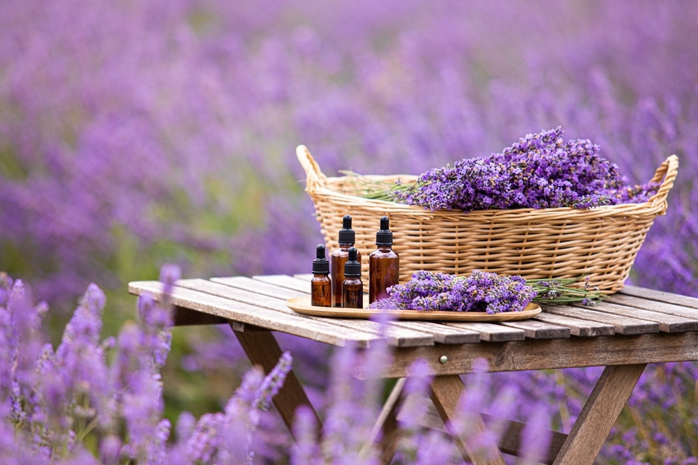 Essential,Lavender,Oil,In,The,Bottle,With,Dropper,On,The