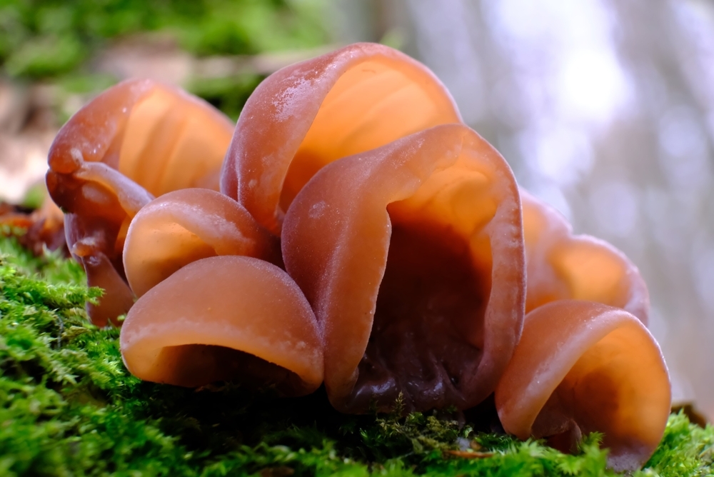 Forest,Mushrooms,-,Edible,Mushroom,Auricularia,Auricula-judae,(latin,For,'judas's