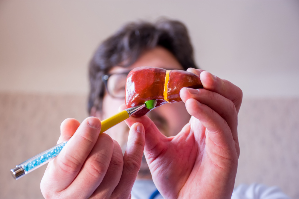 Doctor,On,Defocused,Background,Holds,In,His,Hand,Anatomic,Model