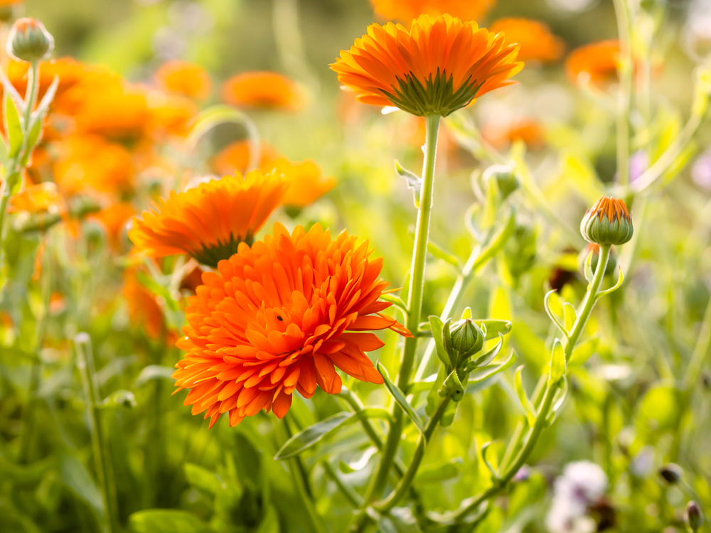 Pot,Marigolds,Or,Common,Marigolds,,Calendula,Officinalis,,Low,Maintenance,,Colorful