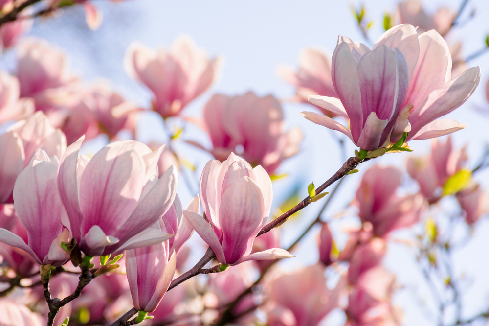 Magnolia,Tree,Blossom,In,Springtime.,Tender,Pink,Flowers,Bathing,In