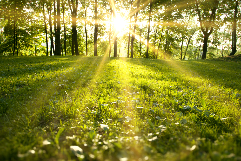 Sunlight,In,The,Green,Forest,,Spring,Time
