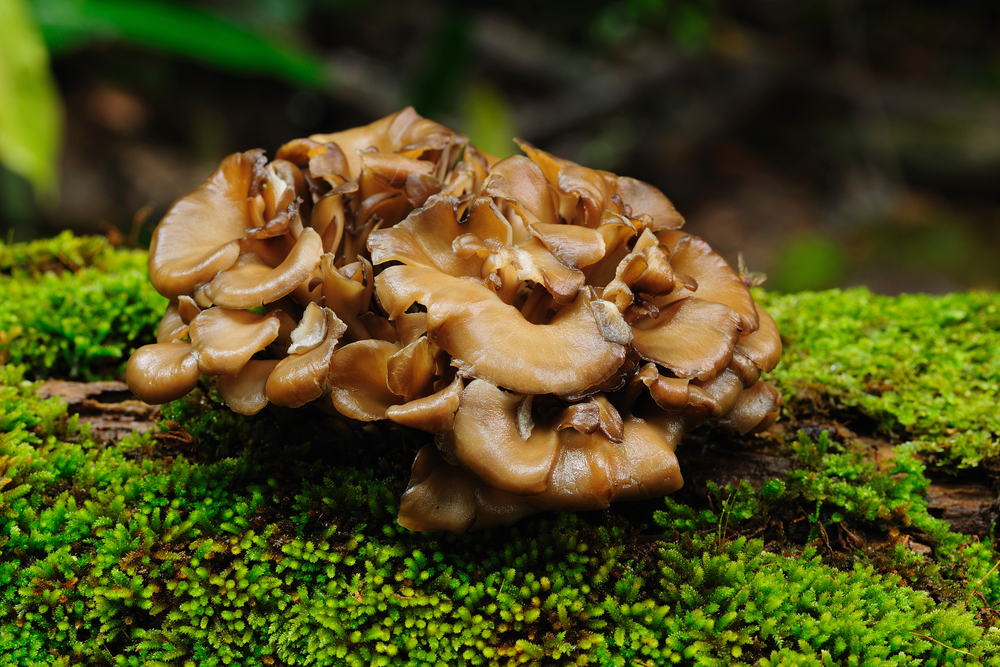 Maitake,Mushroom