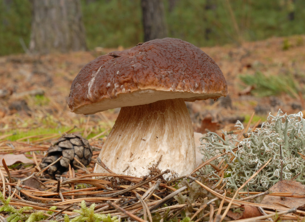 Penny,Bun,Fungus,(boletus,Edulis),Growing,In,The,Forest.