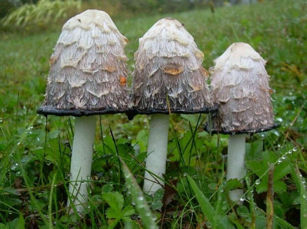 Obrzek1