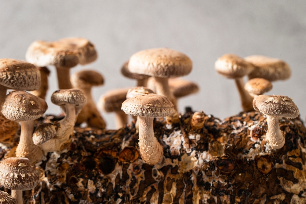 Mushroom,Cultivation,Kit,,Shiitake,Mushroom,Kit