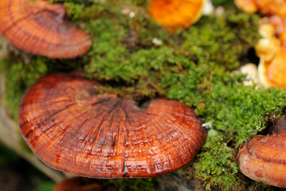 Close,Up,Lingzhi,Mushrooms.