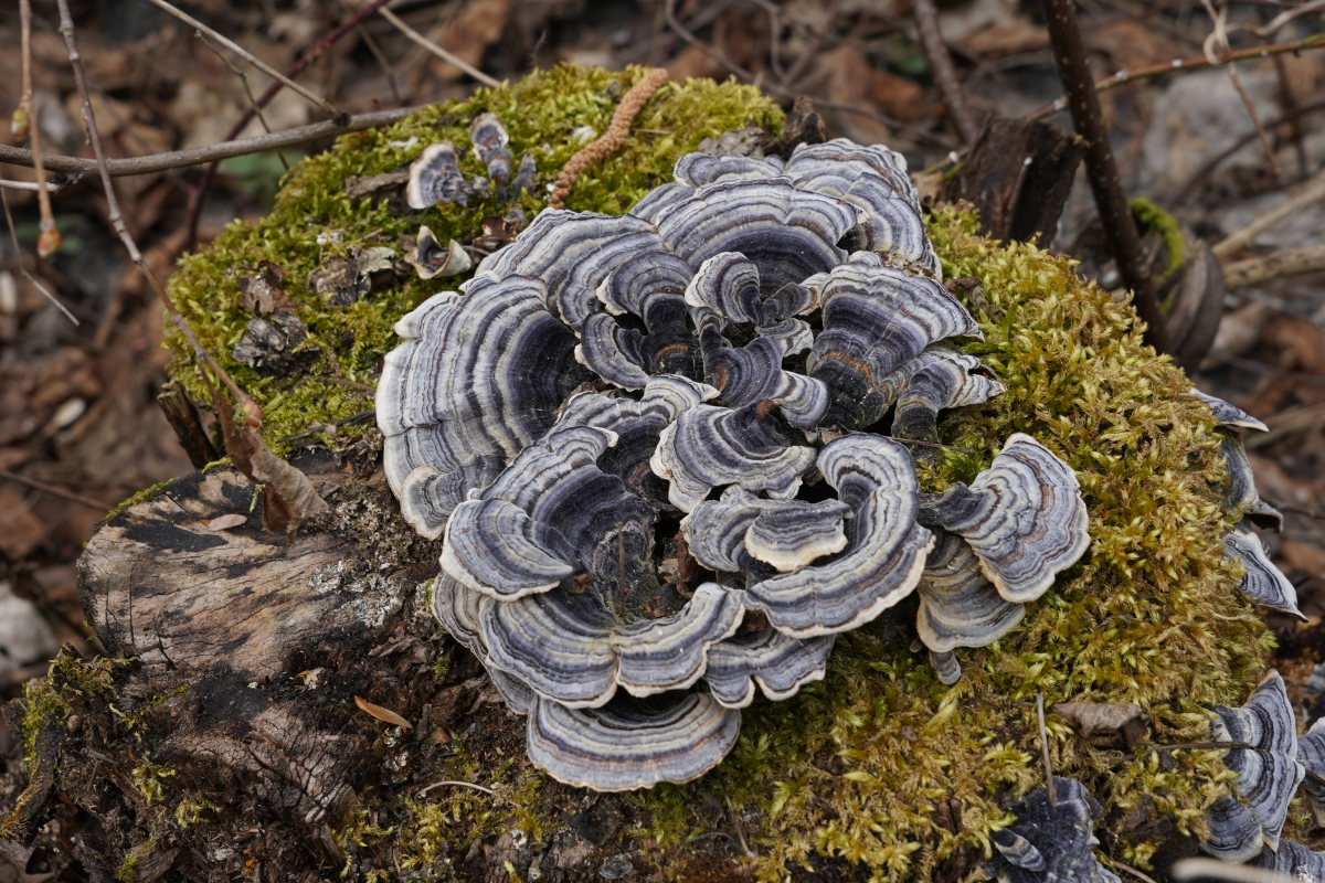 Turkey,Tail,Mushroom,,In,Latin,Called,Coriolus,Versicolor,And,Polyporus