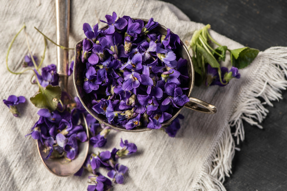 Violet,Violets,Flowers,Bloom,In,The,Close,Up,Studio,Shot