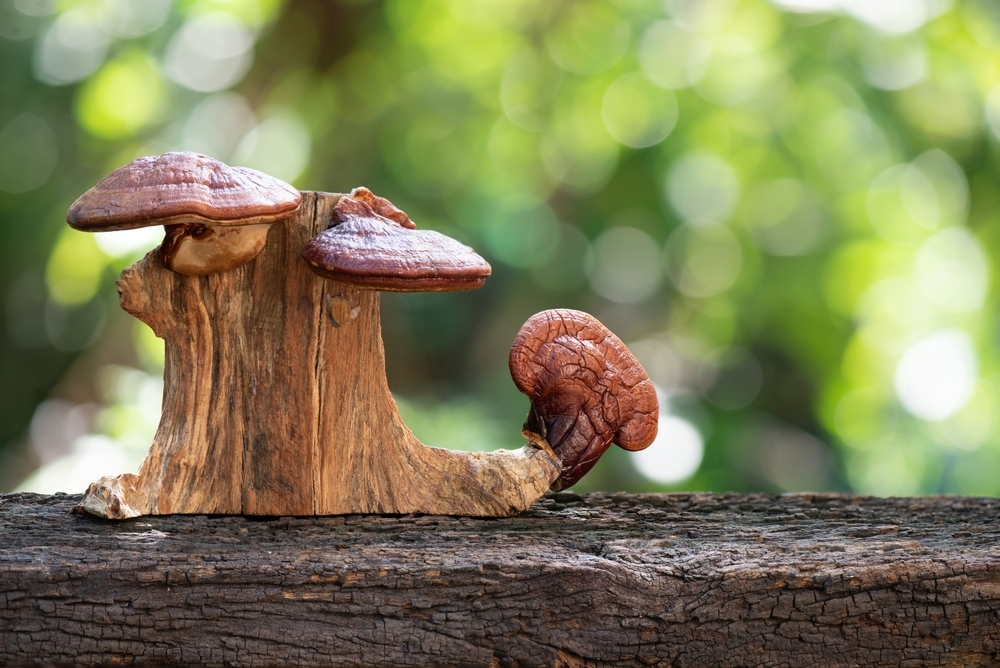 Reishi,Or,Lingzhi,Mushroom,On,Bokeh,Nature,Background.
