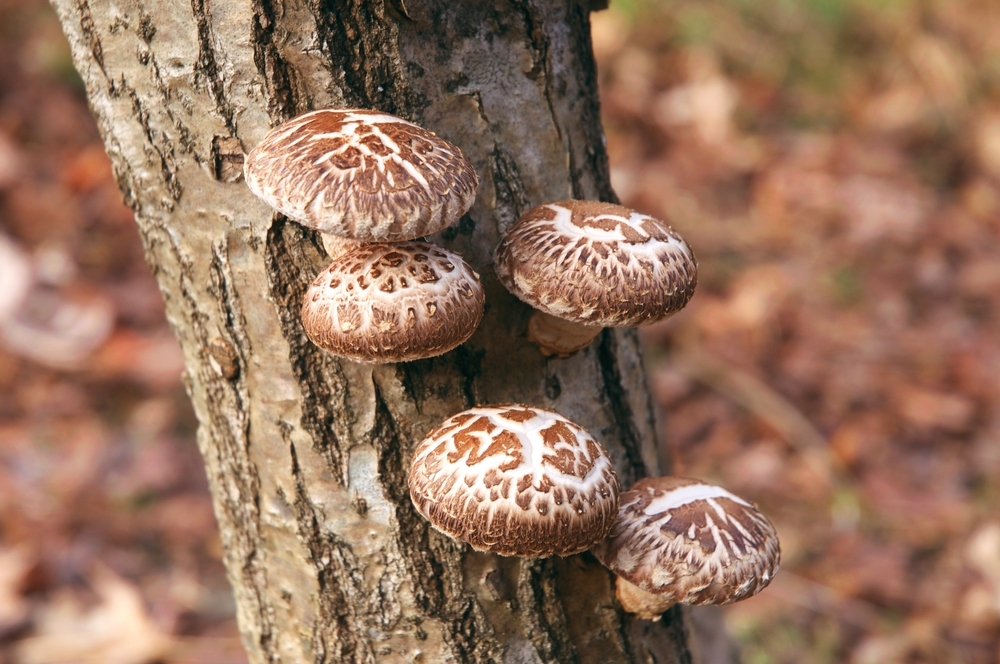 Shiitake,Mushrooms,That,Grow,On,Logs