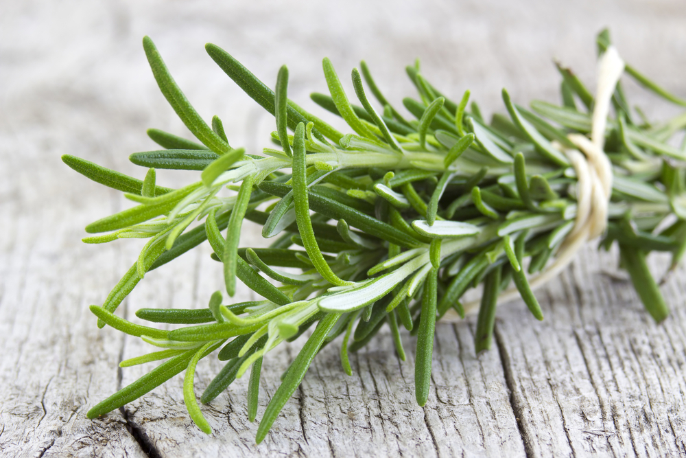 Fresh,Rosemary,(rosmarinus,Officinalis)