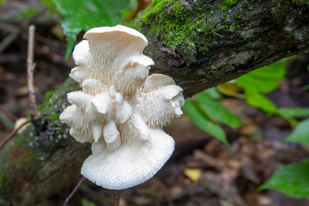 Medicinal,,Edible,Mushroom,Hericium,Erinaceus,,Close,Up.,Mushroom,Growing,On