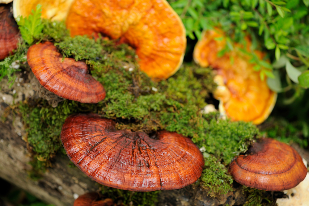 Close,Up,Lingzhi,Mushrooms.