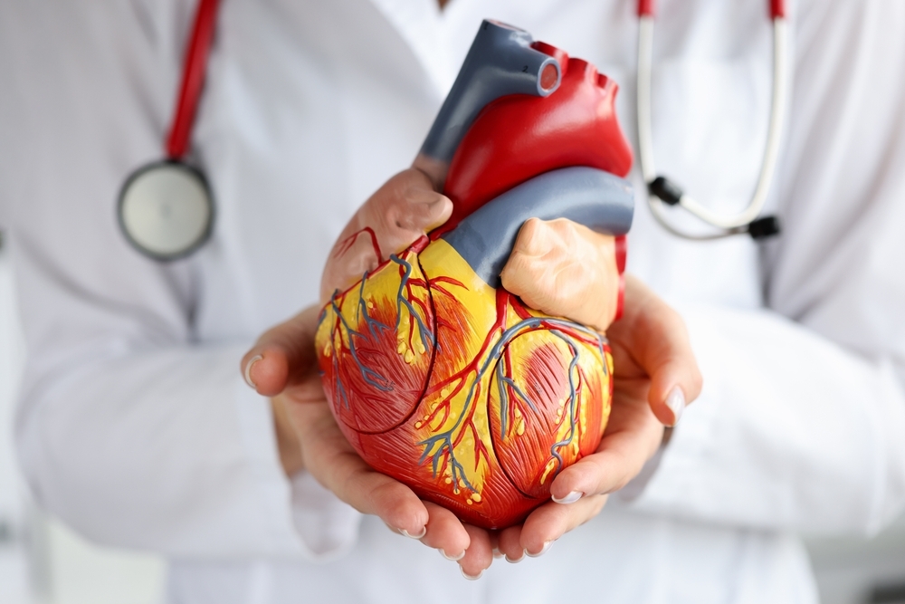 Doctor,Holding,Artificial,Heart,Model,In,Clinic,Closeup