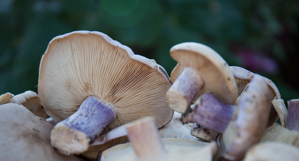 Organic,,Fresh,Mushrooms,On,A,Garden,Background,For,Preparing,Delicious