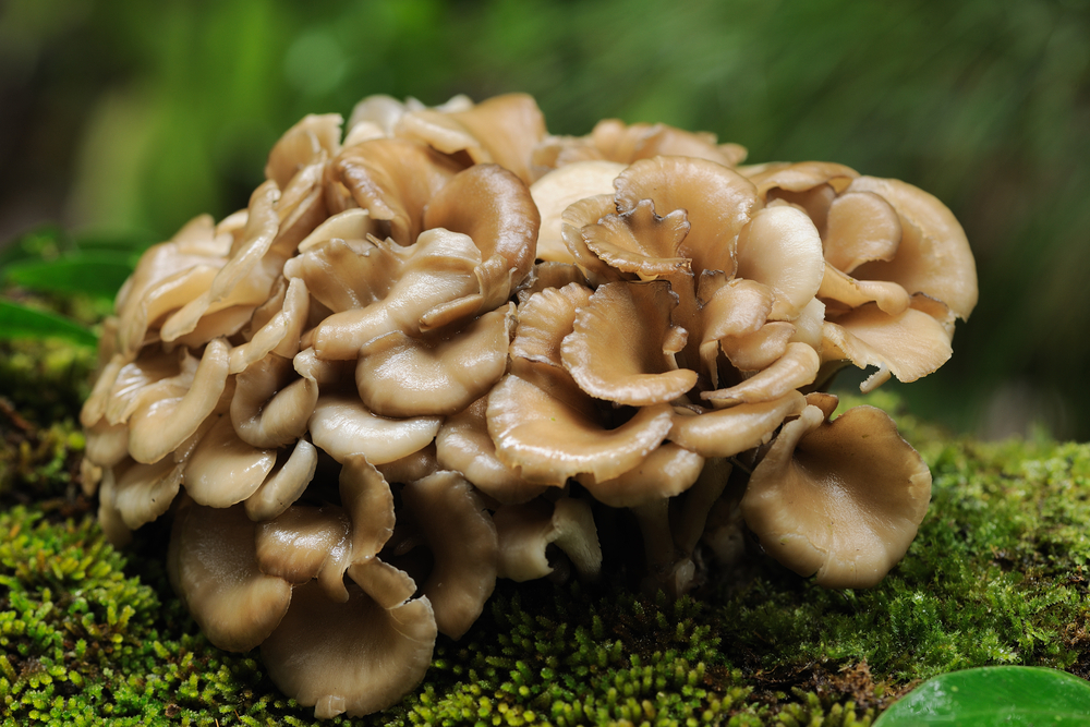 Maitake,Mushroom