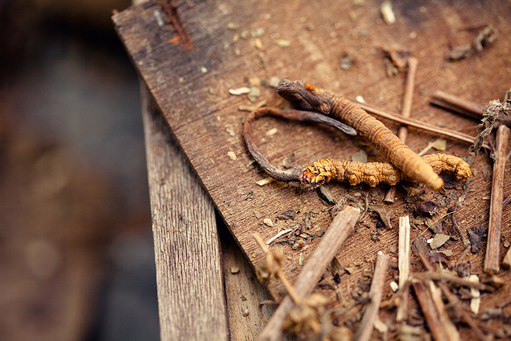 02-cordyceps