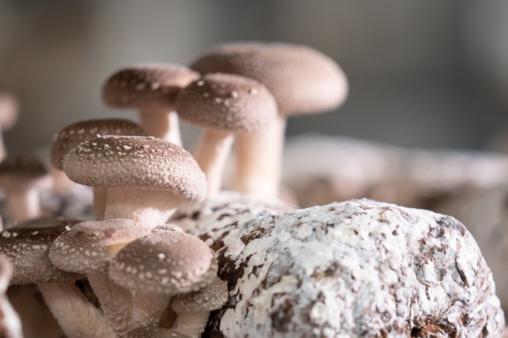 Shiitake,Mushrooms,On,Mycelium,Block.,Traditional,Chinese,Medicine,Fungi.