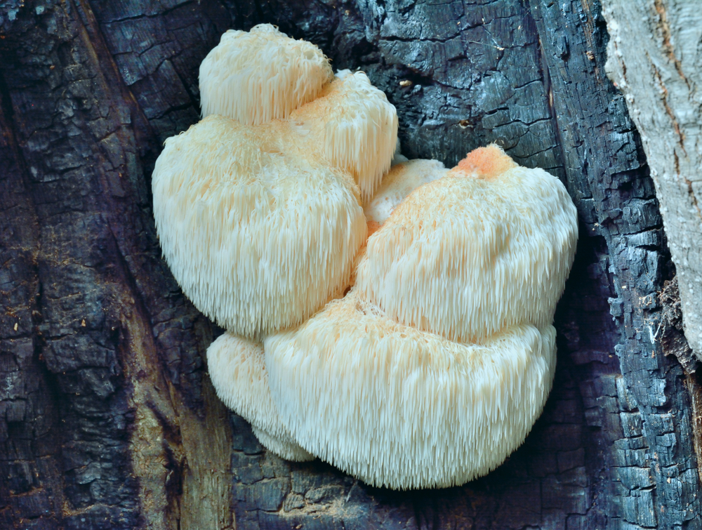 A,Close,Up,Of,The,Edible,Mushroom,(hericium,Erinaceus),On