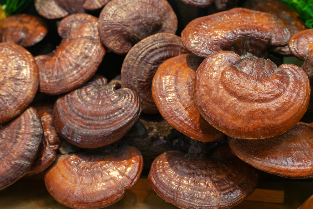 Close,Up,Lingzhi,Mushrooms,Isolates
