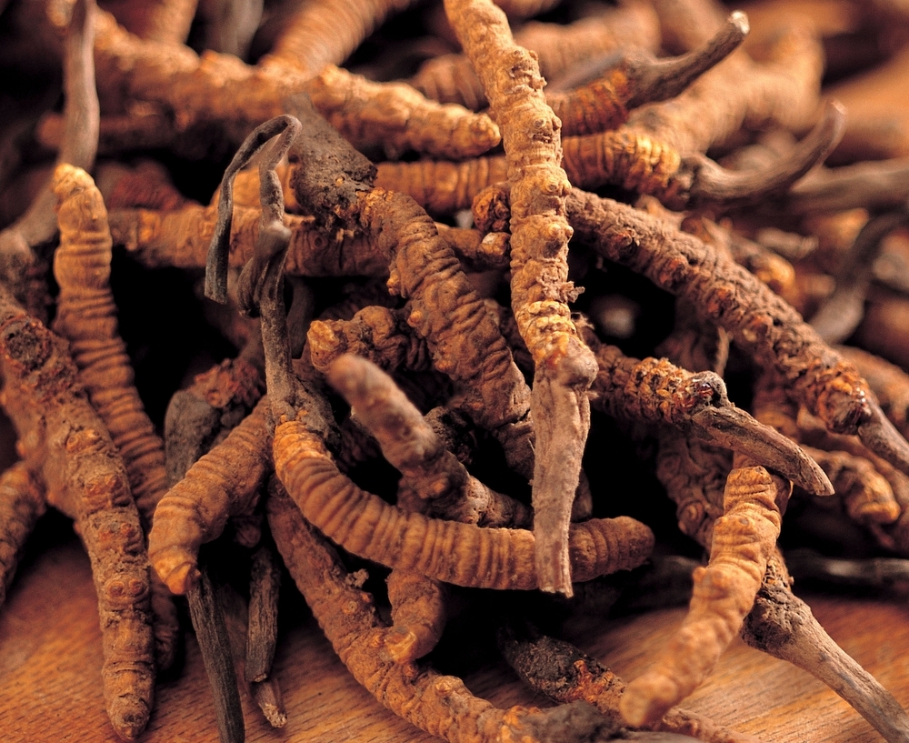 Close,Up,Ophiocordyceps,Sinensis,Or,Mushroom,Cordycep,Herbs.