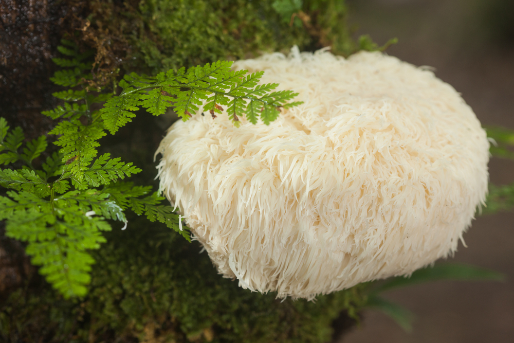 Lion's,Mane,Mushroom