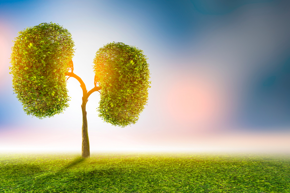 Trees,(kidneys),,3d,Environmental,And,Medical,Concepts