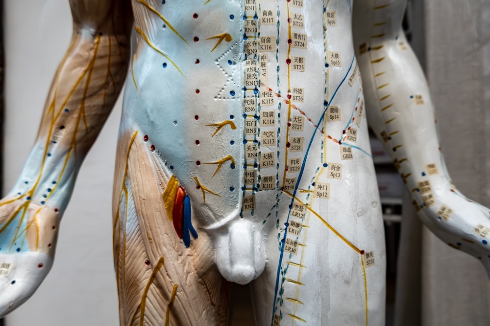Odense,,Denmark,Acupuncture,Points,On,A,Male,Mannequin.