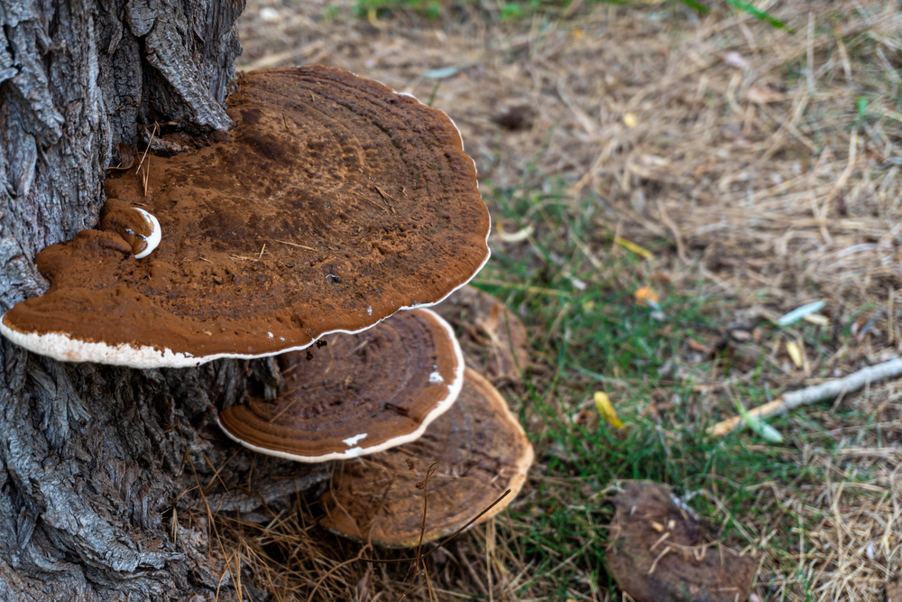 Phellinus,Linteus,Mushroom,,Grows,On,The,Trunks,Of,Mulberry,Trees