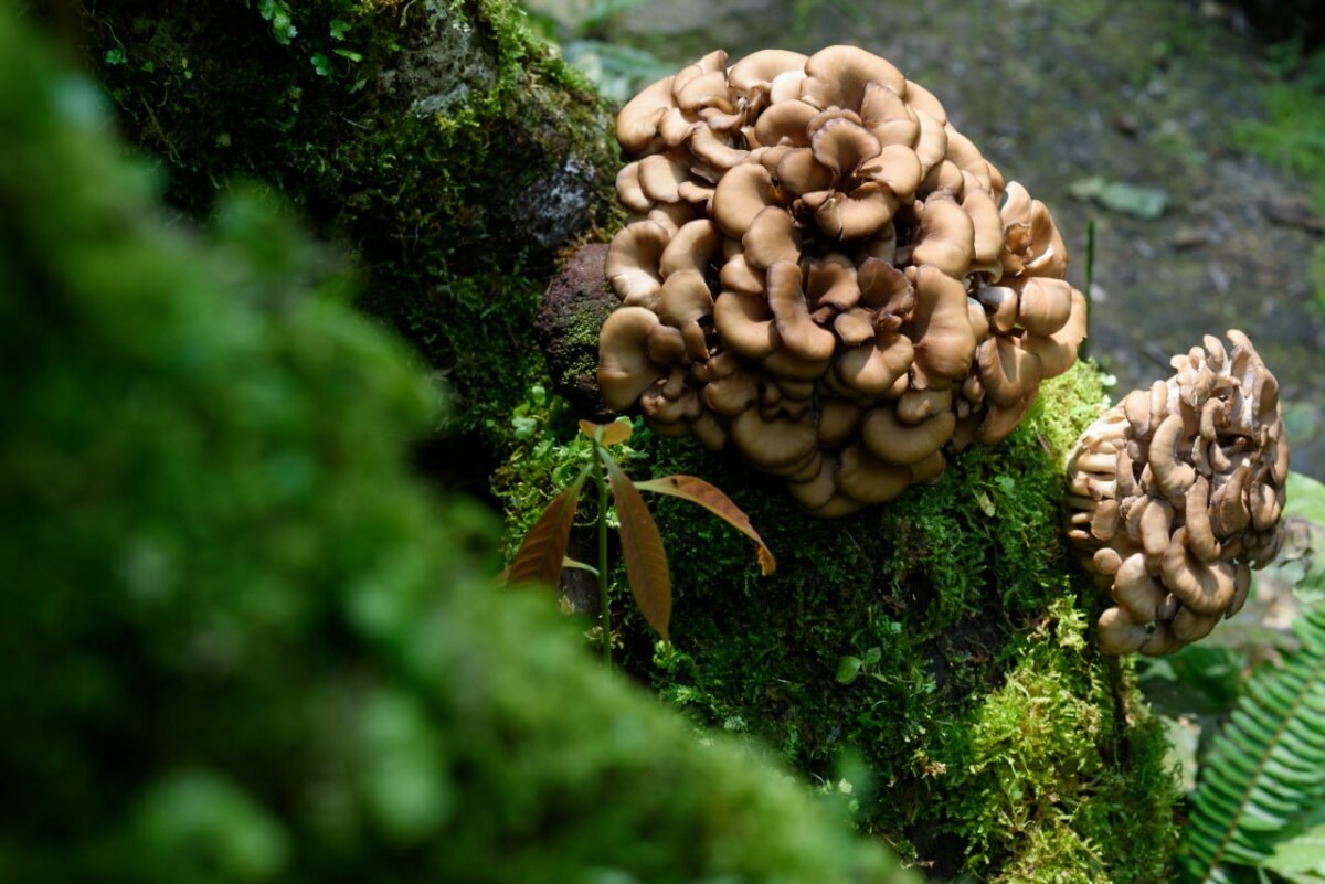 maitake