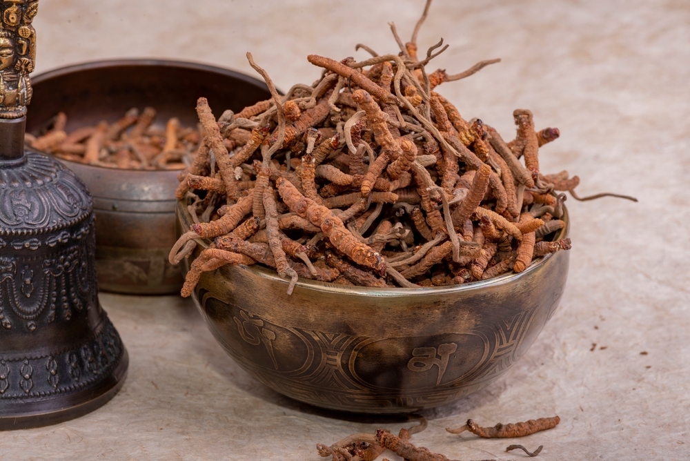 Yarsagumba,(cordyceps,Sinensis,Ophiocordyceps,Sinensis)