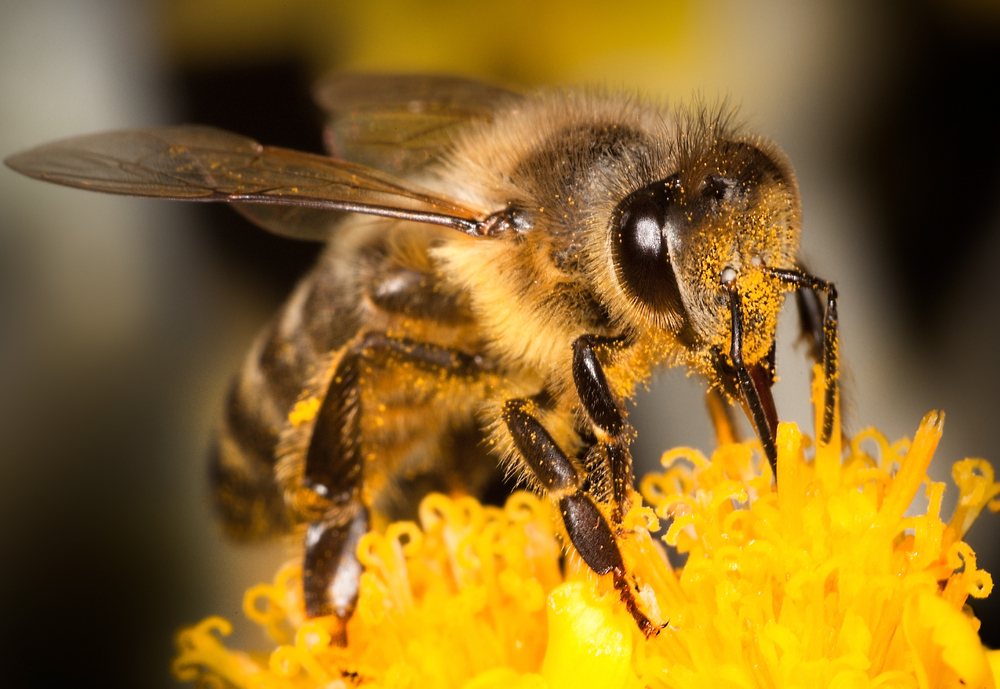 Honey,Bee,On,Yellow,Flower,,Close,Up,Macro