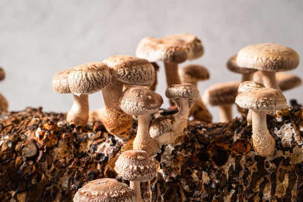 shiitake