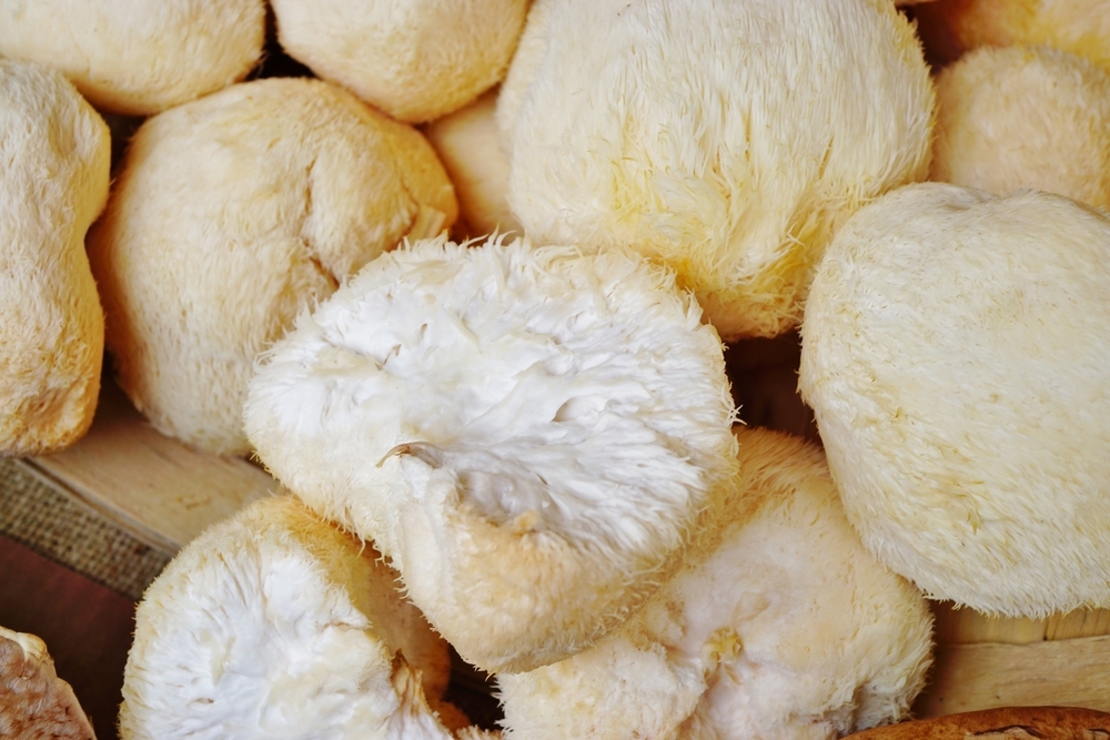 hericium
