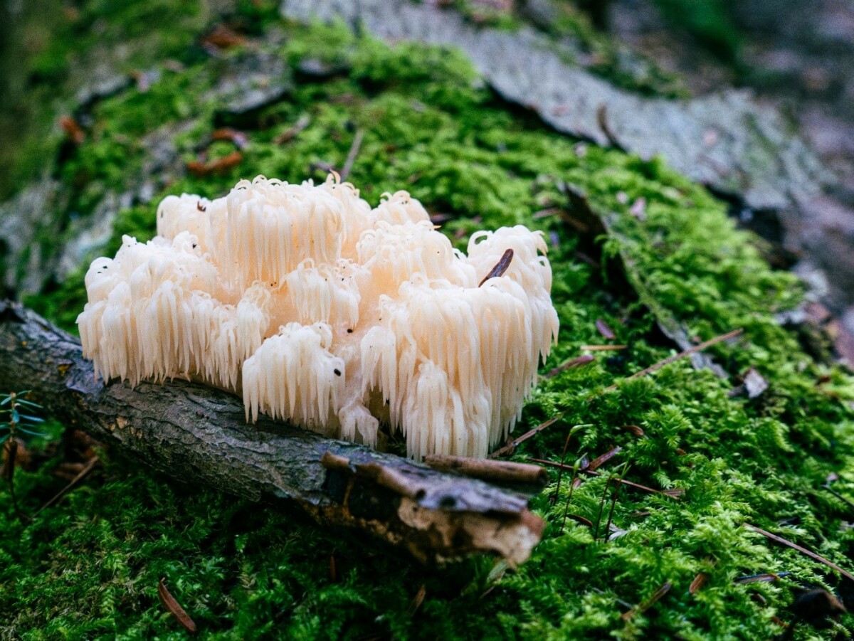 hericium