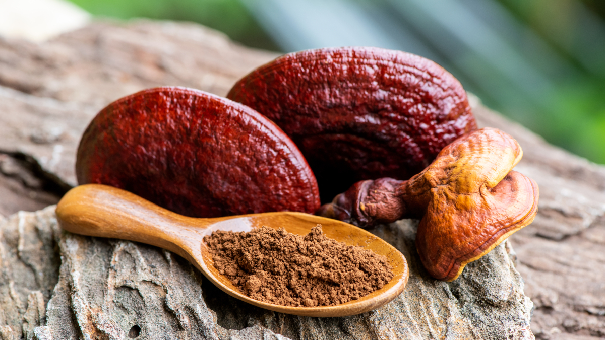 reishi-pomaha-prodlouzit-zdravi