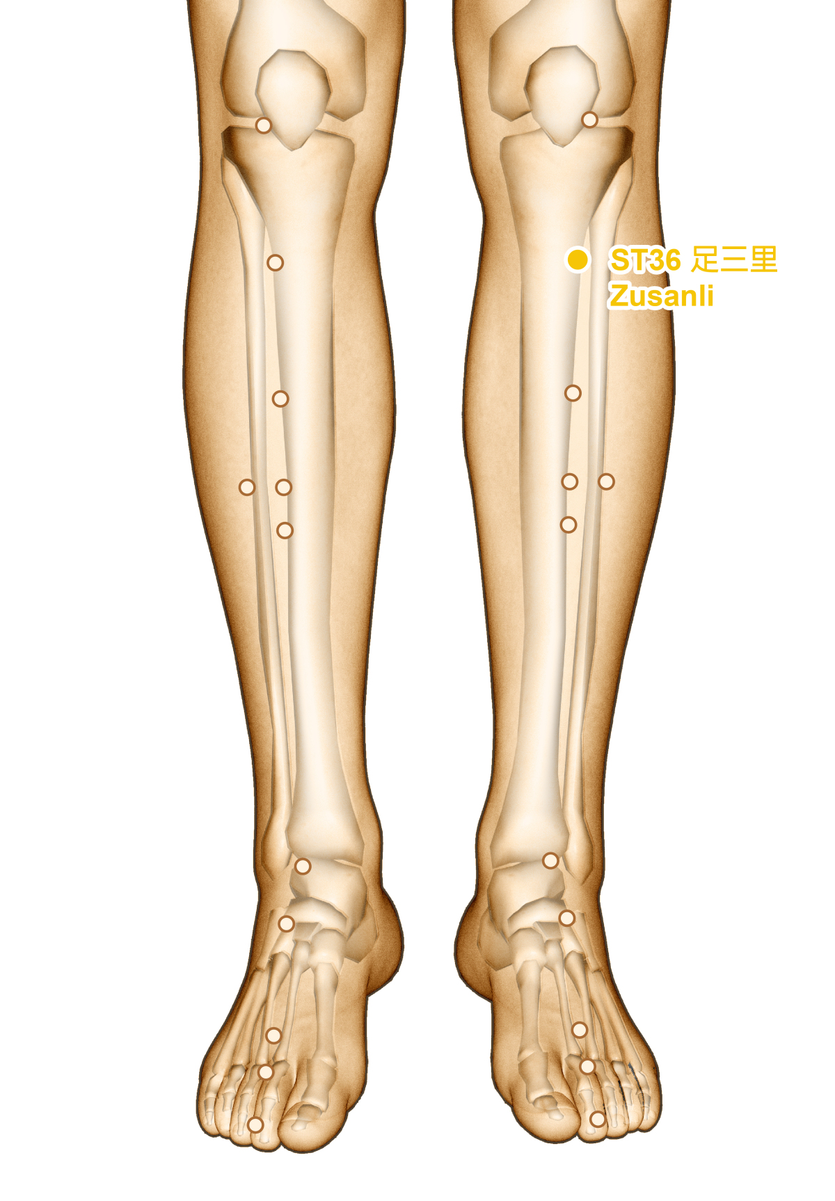 Drawing,Acupuncture,Point,St36,Zusanli,,3d,Illustration