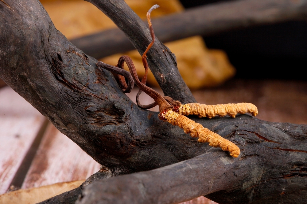 cordyceps