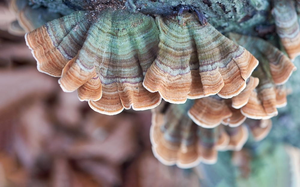 coriolus