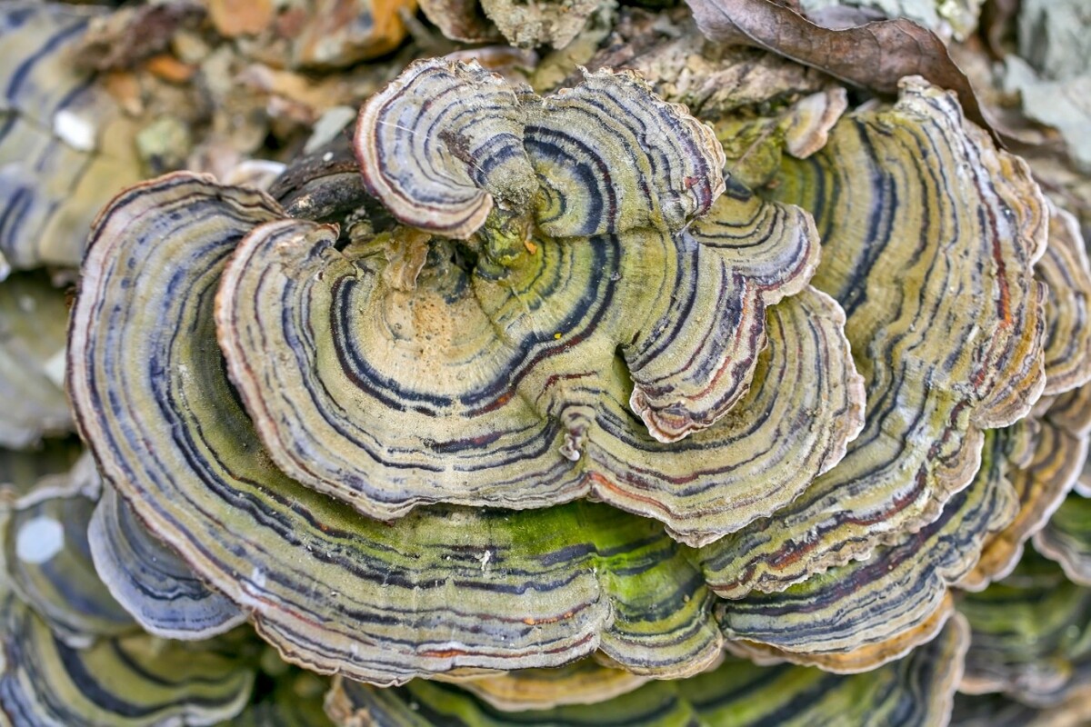 coriolus