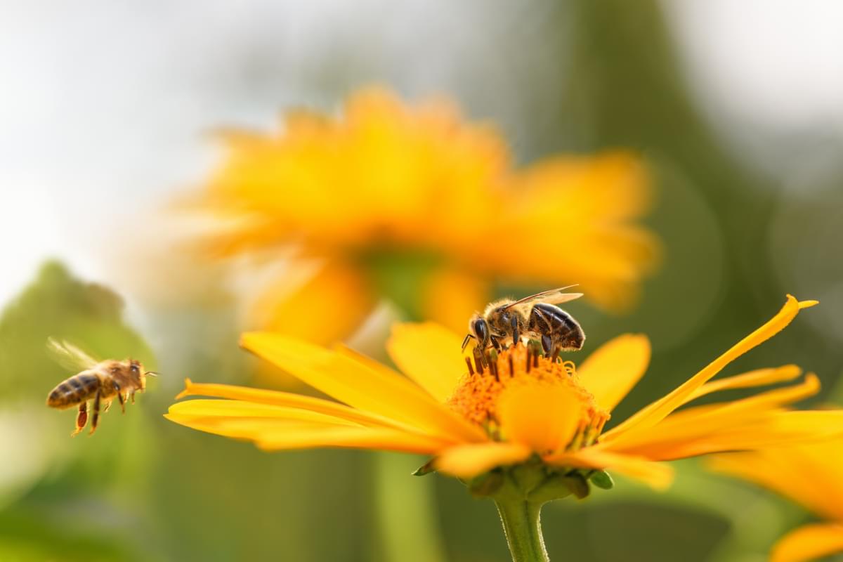 Bee,And,Flower.,Close,Up,Of,A,Large,Striped,Bee