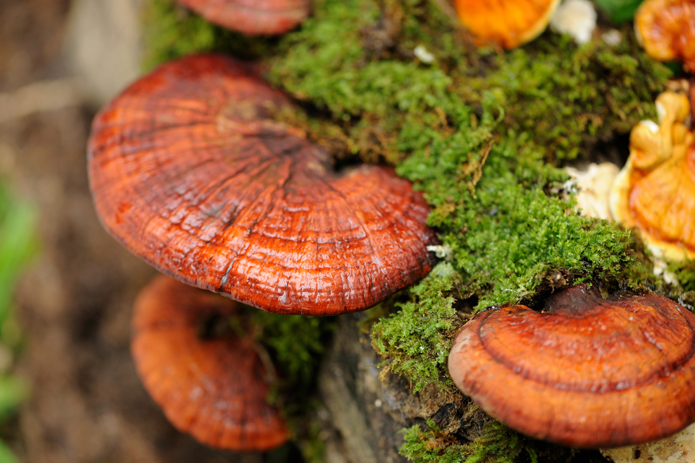 Reishi