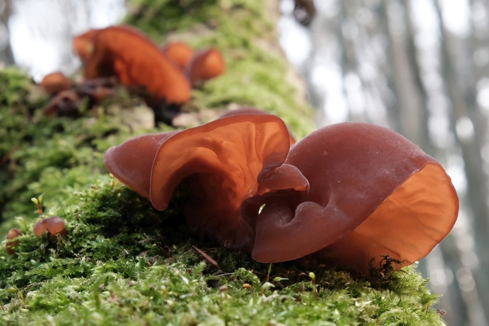 Auricularia