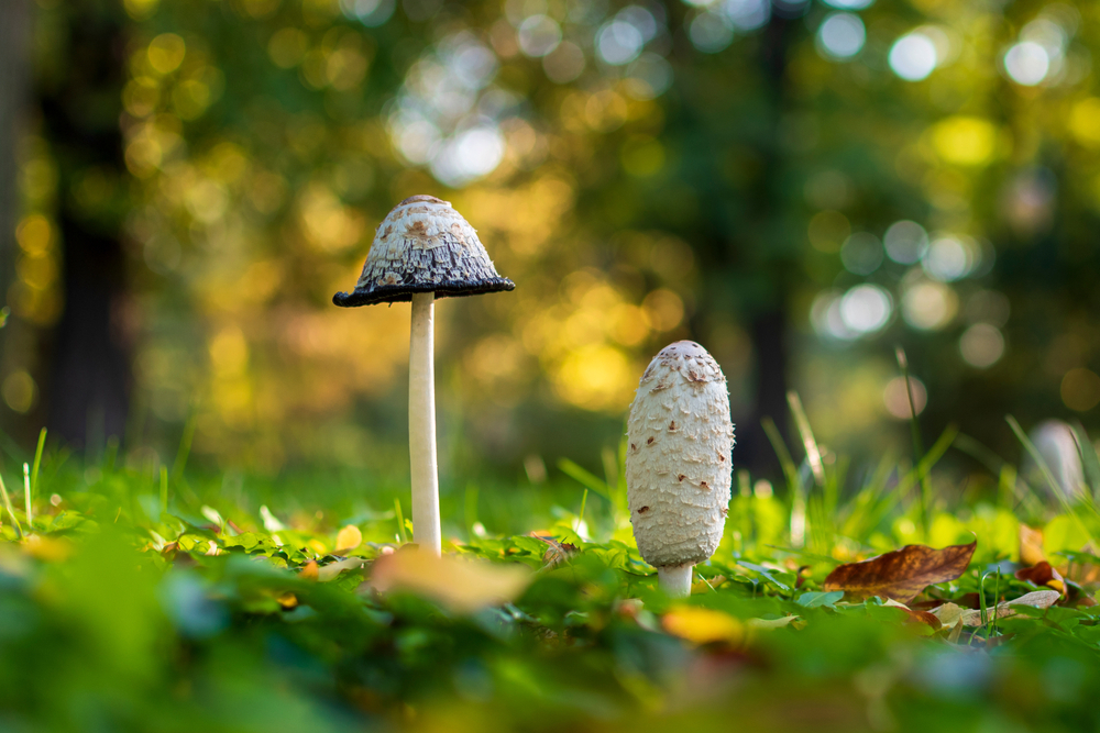 Coprinus