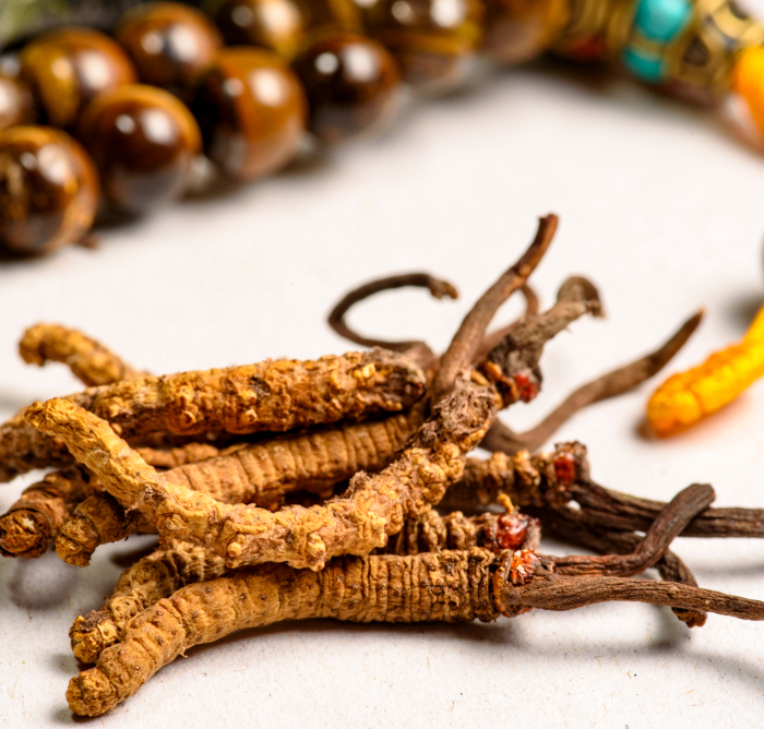 Cordyceps a ochrana ledvin