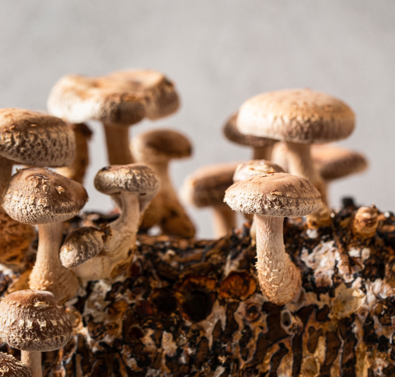 Protivirov inky polysacharid ze Shiitake