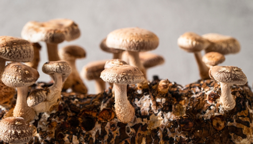 Protivirov inky polysacharid ze Shiitake
